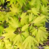 Acer Shirasawanum Autumn Moon : C5L H30/40cm -Vert Jolie Soldes Boutique 748316 003
