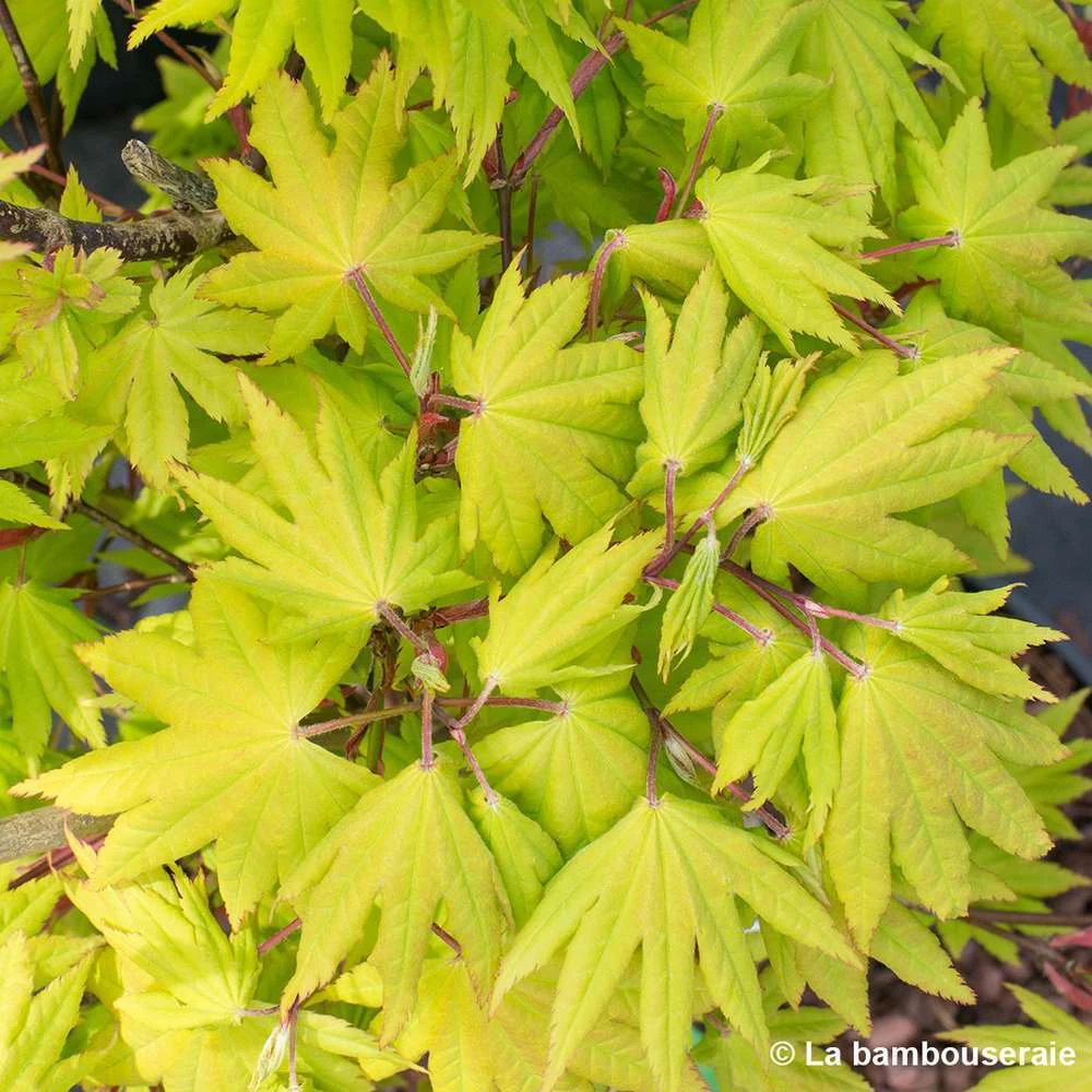 Acer Shirasawanum Autumn Moon : C5L H30/40cm 3 Acer Shirasawanum Autumn Moon : C5L H30/40cm