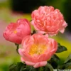 Botte De 3 Pivoines Coral Sunset H.50cm 2 Botte De 3 Pivoines Coral Sunset H.50cm -Vert Jolie Soldes Boutique 748903 1304392
