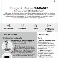 Choisya Ternata Sundance : H30/40cm C 5L -Vert Jolie Soldes Boutique 797540 004