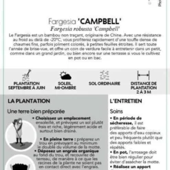 Bambou Non-traçant Fargesia Robusta 'Campbell': Pot De 12 Litres -Vert Jolie Soldes Boutique 814665 002