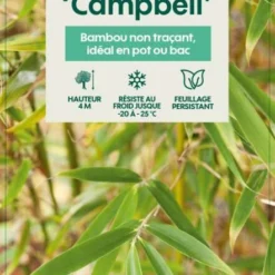 Bambou Non-traçant Fargesia Robusta 'Campbell': Pot De 12 Litres -Vert Jolie Soldes Boutique 814665 003