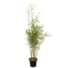 Bambou Non-traçant Fargesia Robusta 'Campbell': Pot De 12 Litres -Vert Jolie Soldes Boutique 814665 2056288