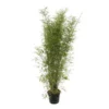 Bambou Non-traçant Fargesia Angustissima: Pot De 5 Litres -Vert Jolie Soldes Boutique 825296 003