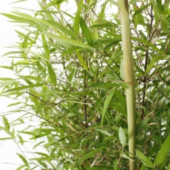 Bambou Non-traçant Fargesia Angustissima: Pot De 5 Litres -Vert Jolie Soldes Boutique 825296 006