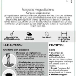 Bambou Non-traçant Fargesia Angustissima: Pot De 5 Litres -Vert Jolie Soldes Boutique 825296 007