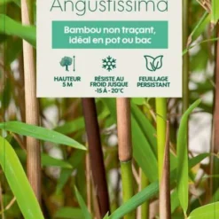 Bambou Non-traçant Fargesia Angustissima: Pot De 5 Litres -Vert Jolie Soldes Boutique 825296 008