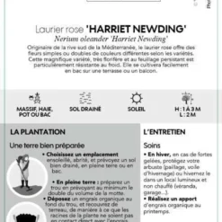 Nerium Oleander Harriet Newding' Pot 5L -Vert Jolie Soldes Boutique 827681 003
