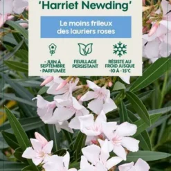 Nerium Oleander Harriet Newding' Pot 5L -Vert Jolie Soldes Boutique 827681 004