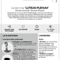 Nerium Oleander Luteum Plenum' Pot 5L -Vert Jolie Soldes Boutique 827684 003