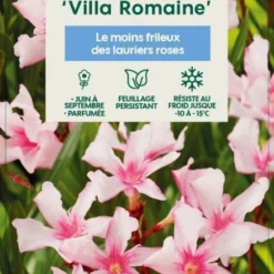 Nerium Oleander Villa Romaine' Pot 5L