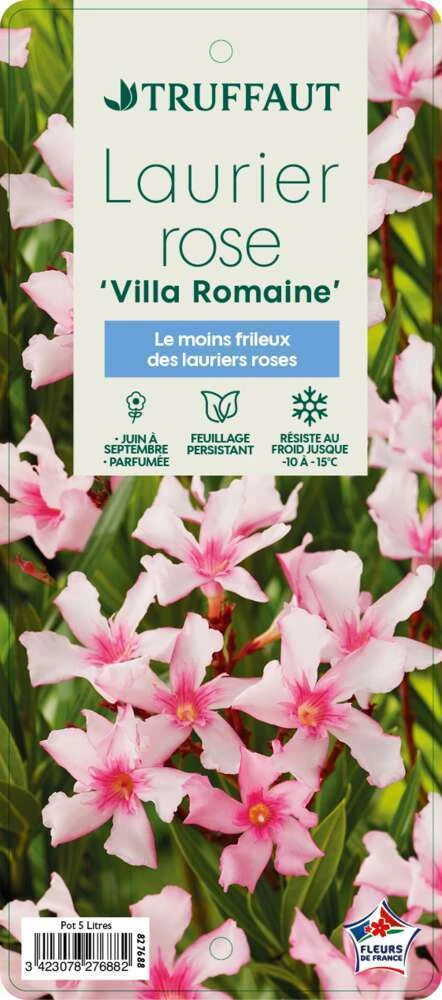 Nerium Oleander Villa Romaine' Pot 5L 3 Nerium Oleander Villa Romaine' Pot 5L