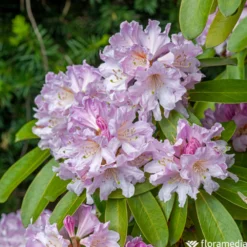 Rhododendron Inkarho Dufthecke : Pot 5L