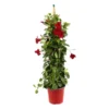 Dipladenia Hybride, H90cm, Pot D19cm -Vert Jolie Soldes Boutique 828910 002