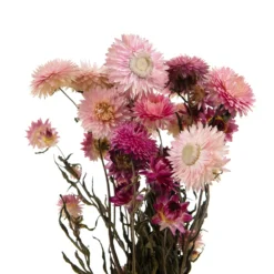 Bouquet De Fleurs Séchées Helichrysum Rose -Vert Jolie Soldes Boutique 837659 1697287