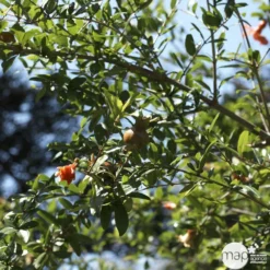 Punica Granatum Pot 45L, 18/20. -Vert Jolie Soldes Boutique 840073 002