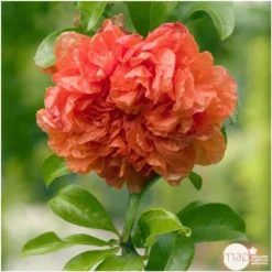 Punica Granatum Pot 45L, 18/20. -Vert Jolie Soldes Boutique 840073 003