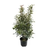 Photinia "Carré Rouge" Pot 10L 1/125 -Vert Jolie Soldes Boutique 872227 1329871
