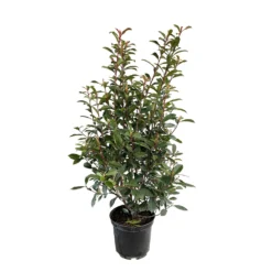 Photinia "Carré Rouge" Pot 10L 1/125
