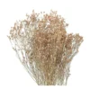Fleurs Séchées Gypsophile Blanc -Vert Jolie Soldes Boutique 876324 001