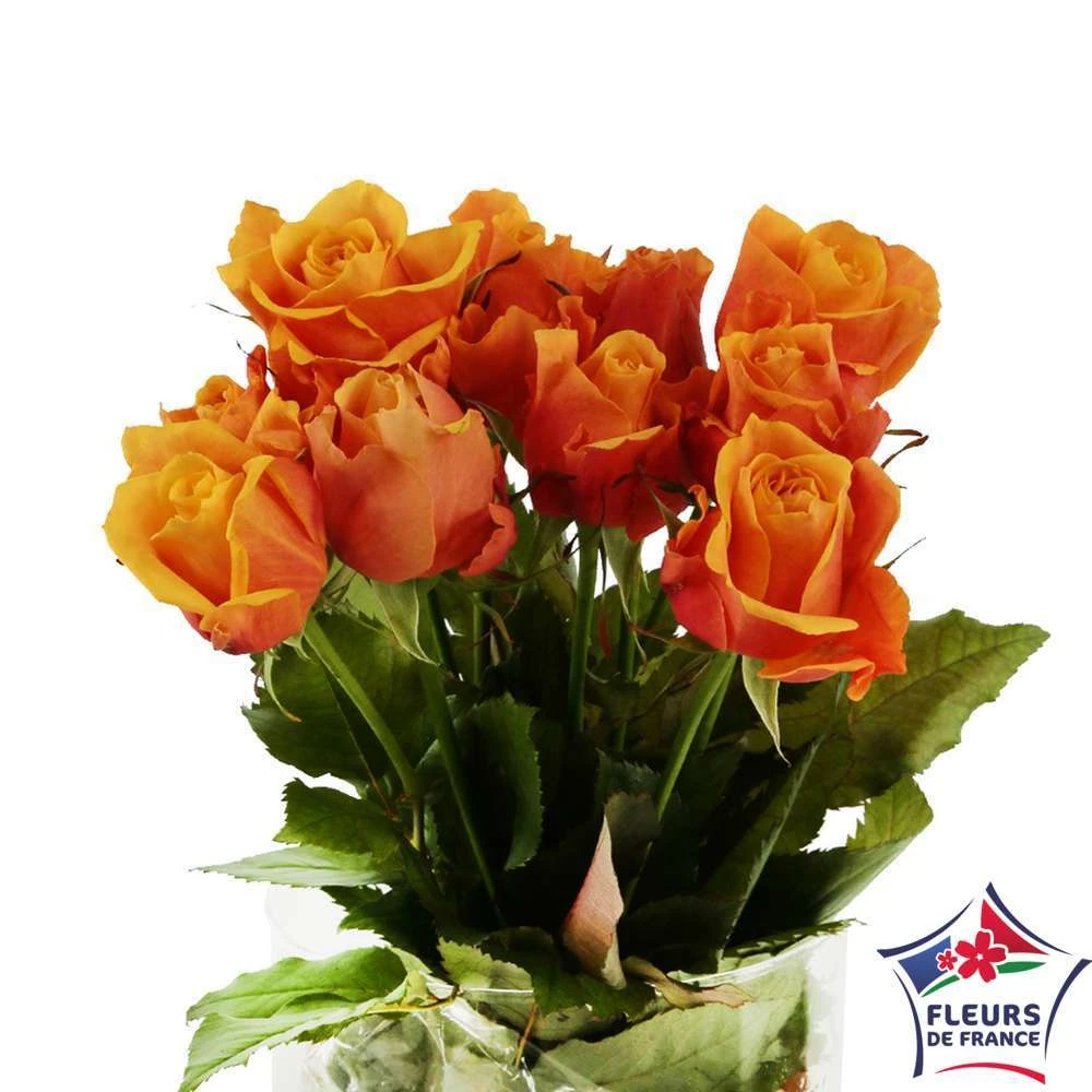 Botte 10 Roses ''Fleurs De France'' H.50cm Coloris Variables 3 Botte 10 Roses ''Fleurs De France'' H.50cm Coloris Variables
