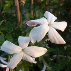 Jasmin De Grasse' - Jasminum Grandiflorum 3l -Vert Jolie Soldes Boutique 9358d9931f25faf6