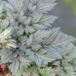 Cierge D'argent 'chocoholic' - 3l