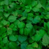 Vigne Vierge 'veitchii' - Parthenocissus Tricuspidata Robusta 1.5l -Vert Jolie Soldes Boutique b5518ed7d1ca78b7