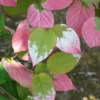 Actinidia Kolomikta - Actinidia Kolomikta 3l -Vert Jolie Soldes Boutique bc87ba047bcb9525