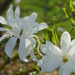 Magnolia étoilé Stellata/pot De 4l - 40/60 Cm -Vert Jolie Soldes Boutique d8d2b549ab6873c6