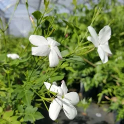 Jasmin De Grasse' - Jasminum Grandiflorum 3l -Vert Jolie Soldes Boutique db74d1bfad2ddd70