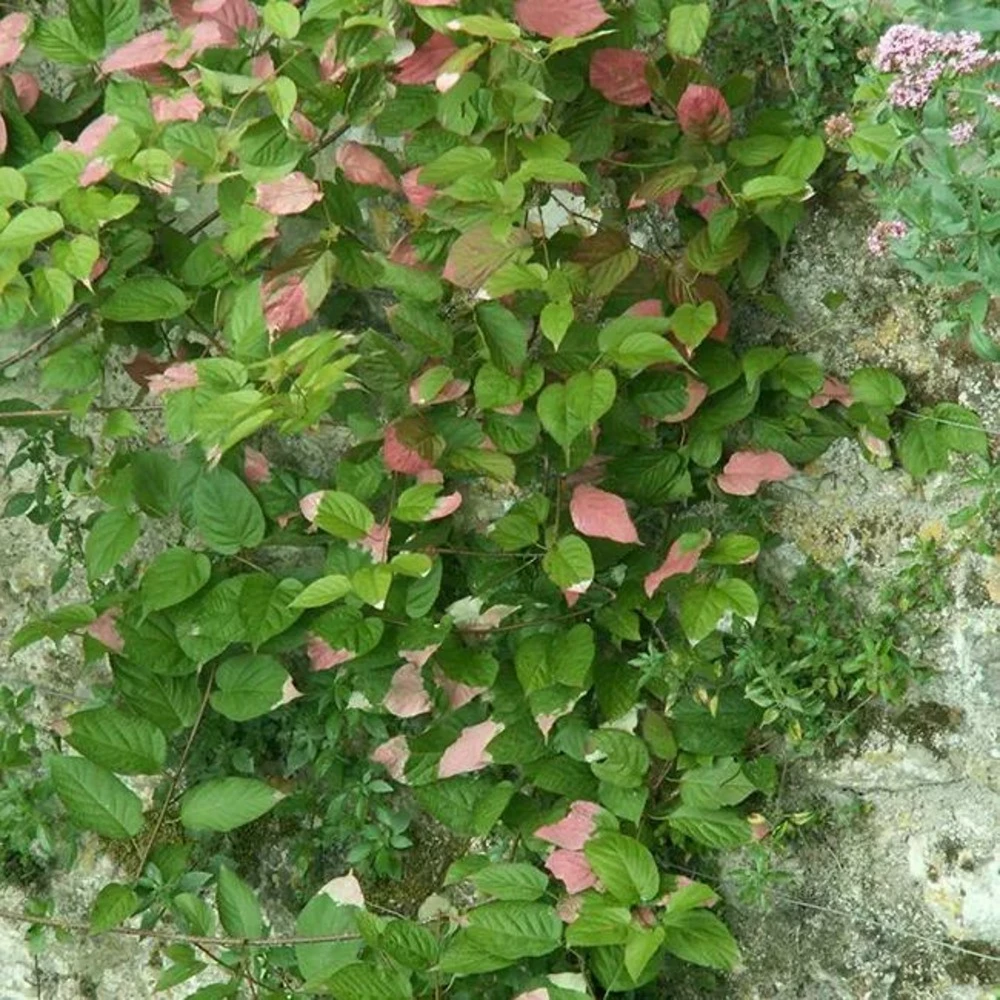 Actinidia Kolomikta - Actinidia Kolomikta 3l 5 Actinidia Kolomikta - Actinidia Kolomikta 3l – Image 3