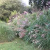 Miscanthus 'gracillimus' - 3l -Vert Jolie Soldes Boutique fc397d51ed94efe3